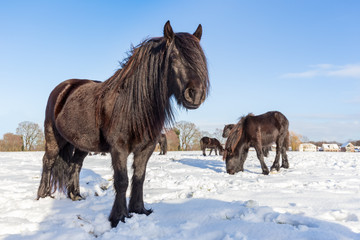 Black frisian horses in winter snow