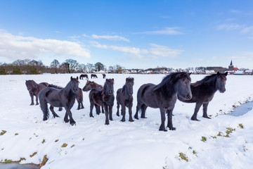 Herd of black frisian horses in winter snow