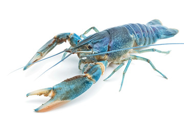 Blue crayfish - Fresh water Lobster on white background © praisaeng