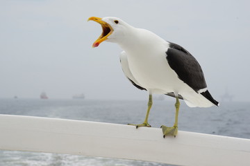 Möwe auf Boot, Wavisbay, Namibia