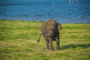 Elephants at Minneriya, Kawudulla national park, Sri Lanka