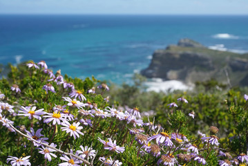 Beautiful beach flower and plants with rocks in Cape town, South