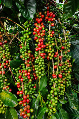 Coffee beans ripening on a tree.