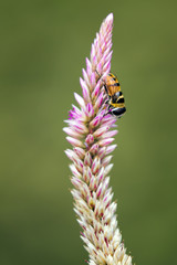 Image of bee perched on flower on nature background. Insect Anim