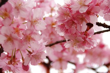 春の河津桜