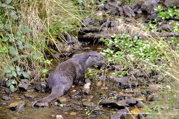 Fischotter im Bach