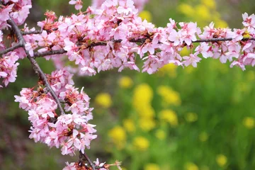 Crédence de cuisine en verre imprimé Fleur de cerisier 春の河津桜