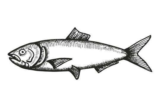 anchovy fish sketch. vector illustration