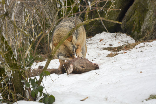 Fototapeta Wolf am Riss