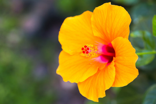 Fototapeta Close up of flower carpel, big yellow flower.