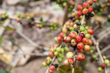 Coffee Seeds