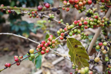 Coffee Seeds