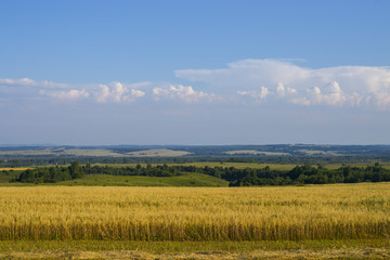 Wheat golden field under a blue sky in the Altai region