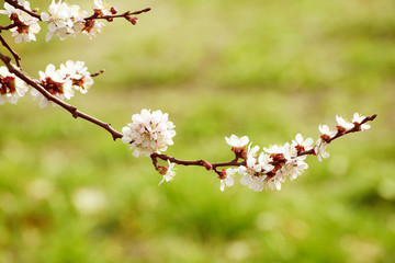 Apricot tree flower with buds and blossoms blooming at springtime, vintage retro floral background