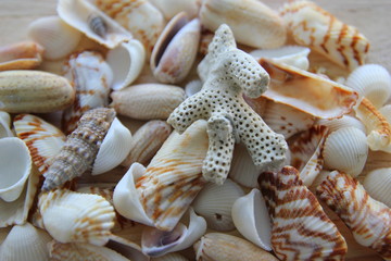 A variety of seashells closeup.