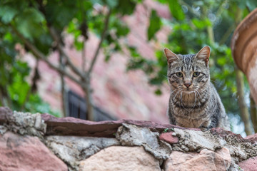 Katt sitter på en stenmur