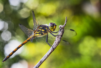 Dragonfly on branch