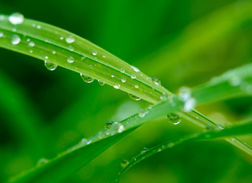 Grops of dew on grass