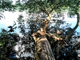 Ducks in a tree