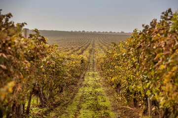 Autumn vineyards at sunrise