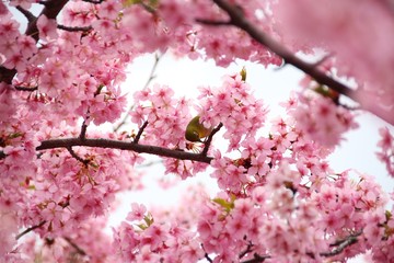 春の河津桜とメジロ