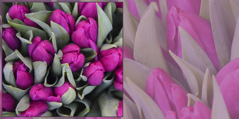 Obrazy na Szkle  Mieszanka różnych tulipanów. Wiosna w tle