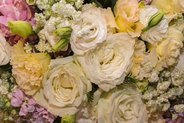 roses

