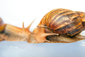 snail Achatina giant on white background