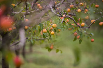 apple orchards in the fall