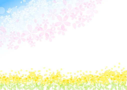 菜の花　桜　青空　背景