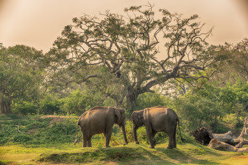 Obraz premium Sri Lanka: group of wild elephants in jungle of Yala National Park 