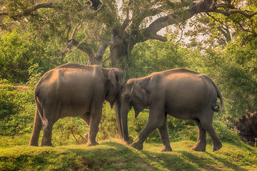 Sri Lanka: group of wild elephants in jungle of Yala National Park 
