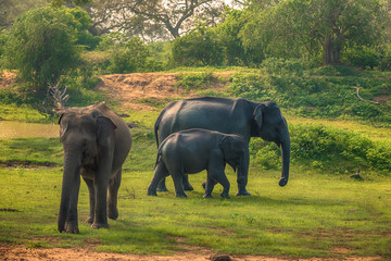 Fototapeta premium Sri Lanka: group of wild elephants in jungle of Yala National Park 
