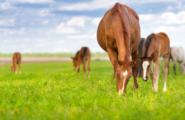 Obraz na płótnie Canvas Mare and foal grazing in spring pasture