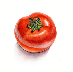 Tomato. Watercolor painting on white background, isolated