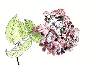 Single flower of hydrangea with leaf, isolated, hand drawn sketh