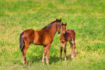 Two colt standing in spring green field