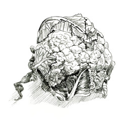 Cauliflower hand drawn illustration. Isolated Cauliflower. Detailed vegetarian food drawing.