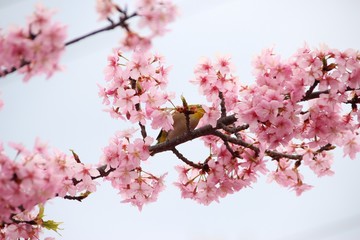 春の河津桜とメジロ