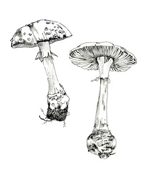 Amanita sketch ink, poisonous mushrooms, vintage style botanical illustration, monochrome black line drawn