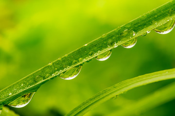 Grops of dew on grass