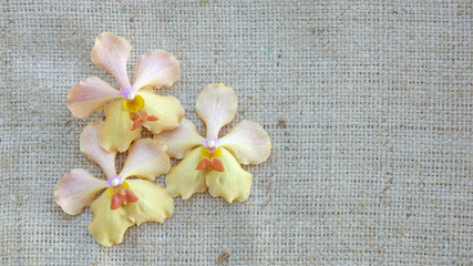 Pink orchid on a brown sack background.