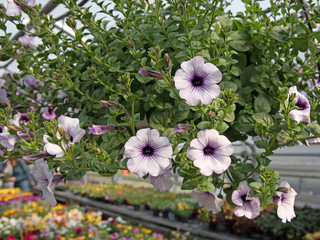 Petunien, Petunia, Hängepetunien