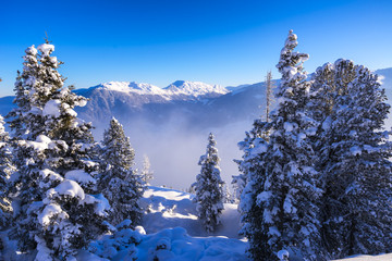 Schneebedeckte Tannen im Zillertal