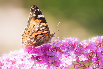Painted Lady Butterfly