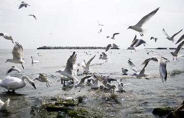 A overcrowded scene with swans and seagulls fighting