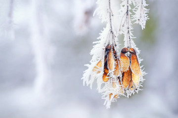 reifbedeckte Blätter, Frost und Kälte im Winter