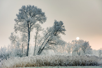 Winter scenic with forsted trees