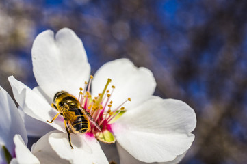 Fiore di Mandorlo con Ape, Bombo, Mosca