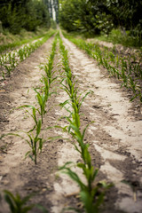 Fototapeta na wymiar Rows of corn